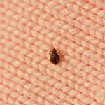 Air Ducts and Bed Bugs: How They're Related