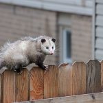 Ways to Protect Your Exterior HVAC Unit from Pests