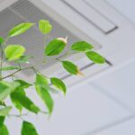 plant