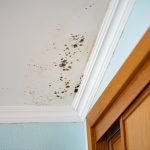 Eliminate Mold